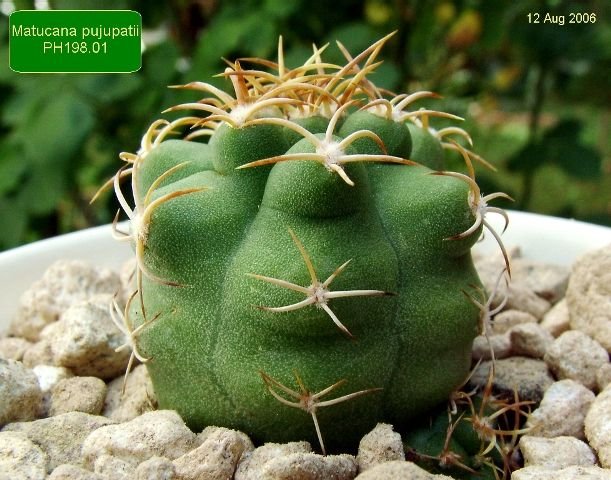 Matucana _pujupatii_ PH198.01_ 01